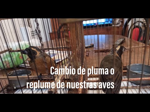 El replume o cambio de plumas de nuestras aves