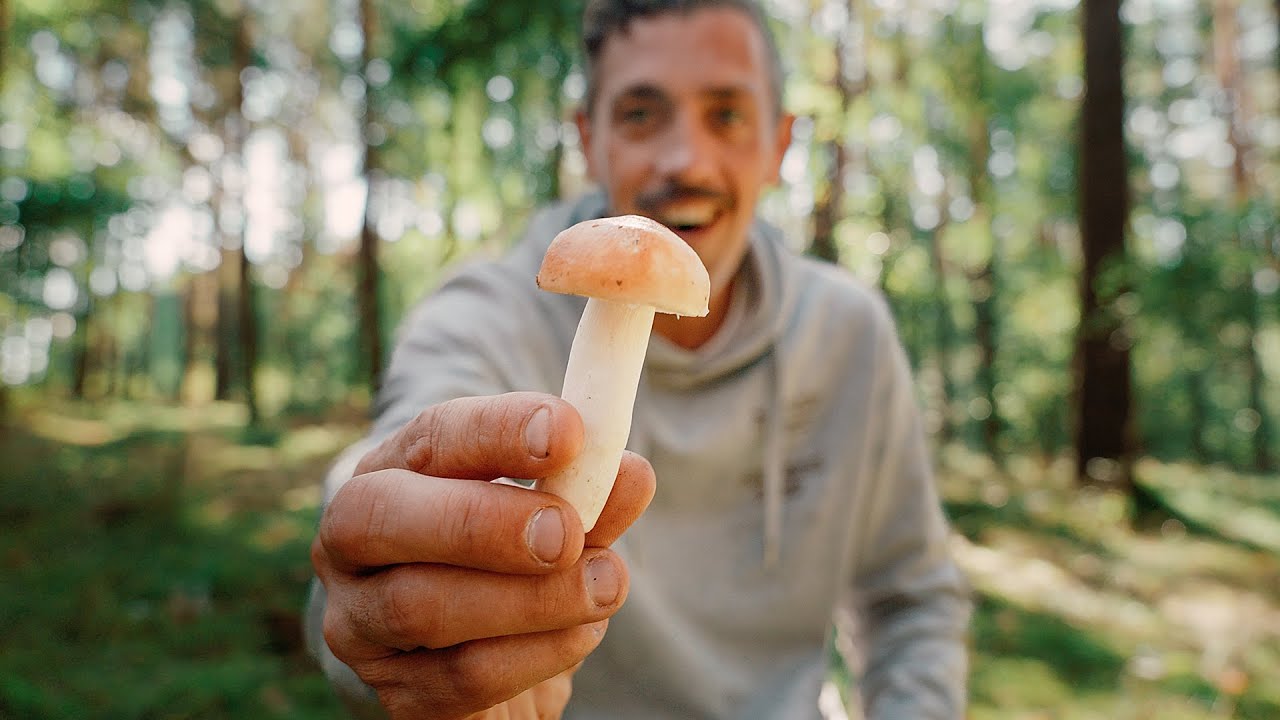 Pilze mit Fischgeruch! - So identifizierst du Täublinge!