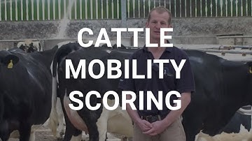 Cattle mobility scoring