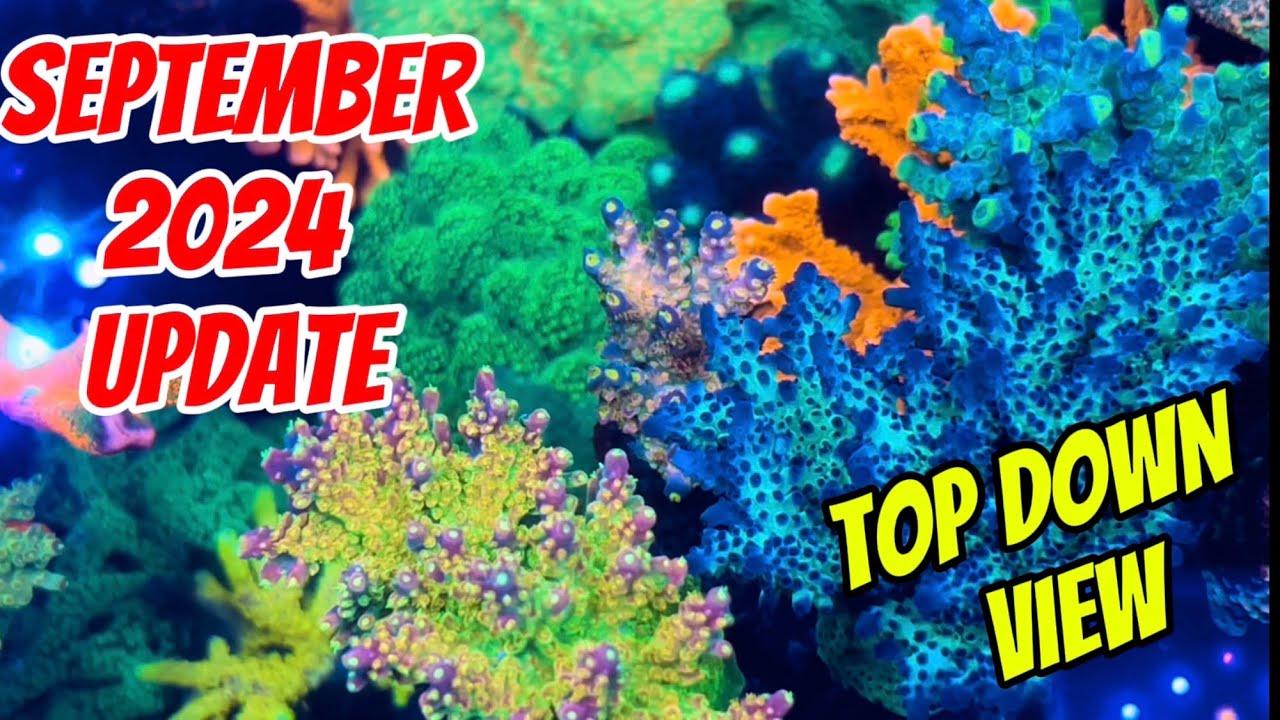 SEPTEMBER 2024 Mixed Reef Tank Update Top Down View - YouTube