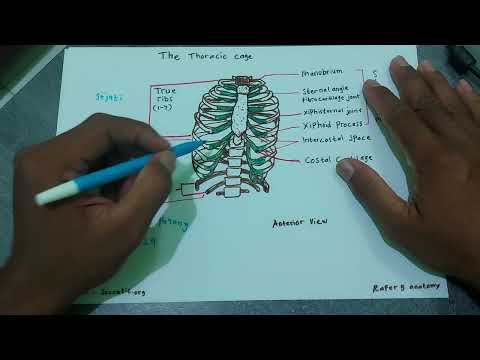 Video: Berapa banyak tulang rusuk yang dimiliki manusia?