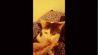 Stewie The Cat Gets Addicted To Chocolate