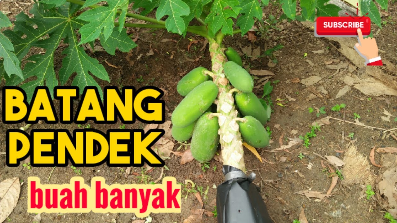 Cara Mencangkok Pepaya Youtube 