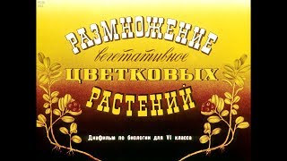 Диафильм Размножение вегетативных цветковых растений /по биологии для 6 класса/ Диафильм Размножение вегетативных цветковых растений /по биологии для 6 класса/