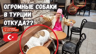 Огромные собаки в Анталии! Откуда?? Дешёвая столовая за 200 рублей! Миша не отравился в Турции