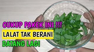Cara Mengusir Lalat Di Rumah Makan cara Usir Lalat Paling Ampuh Dengan Cara Alami