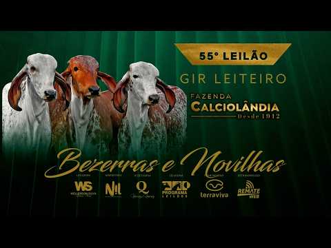 55° LEILÃO GIR LEITEIRO CALCIOLÂNDIA 17MAR2026 20H