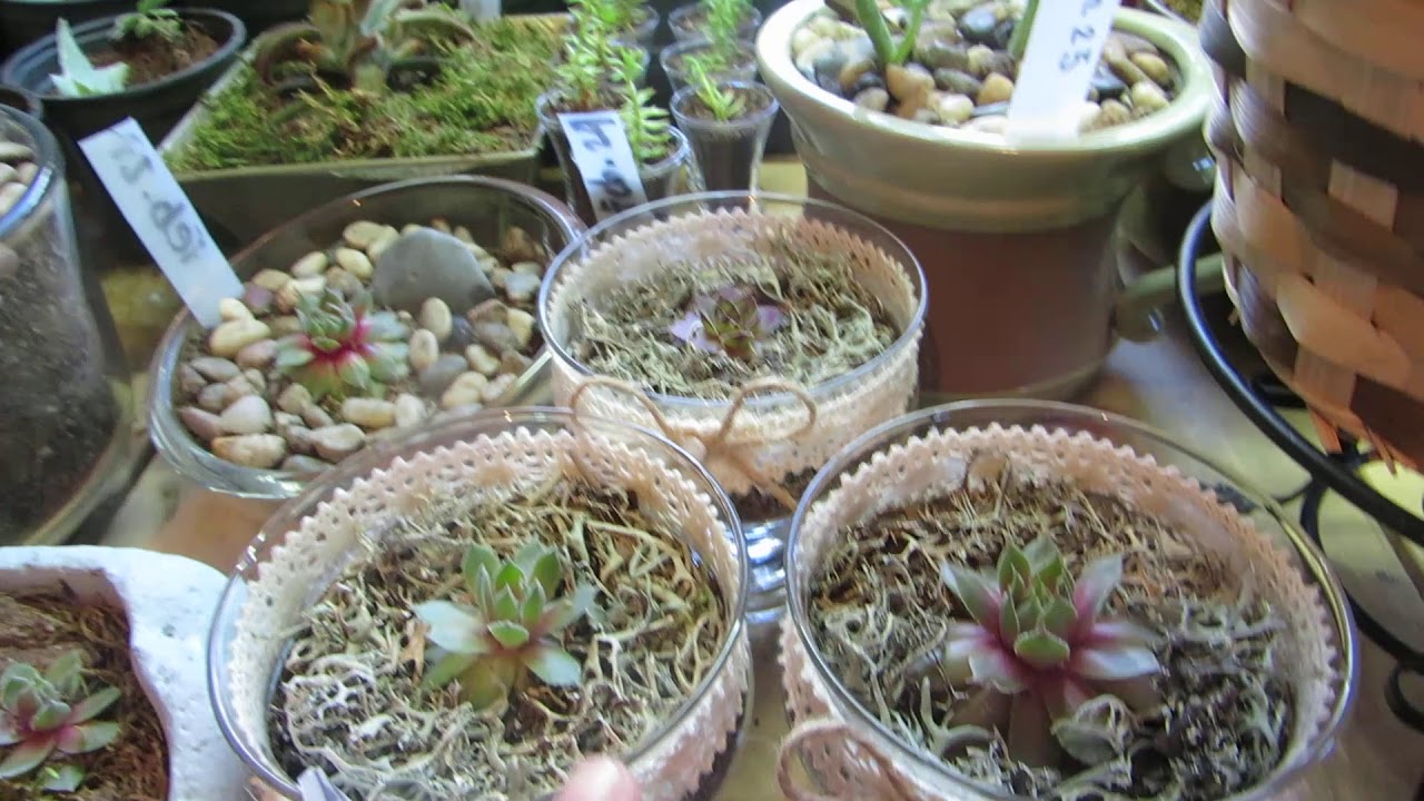 TROPICAL PLANTS