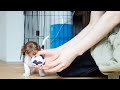 子犬と私の異類交流日記【1匹1人生活#2】