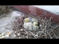 голубиное гнездо на общей лоджии в жилом доме