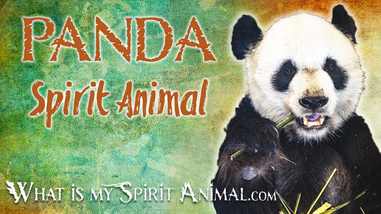 Panda Bear Spirit Animal | Panda Bear Totem, Power Animal | Panda Bear  Symbolism & Meanings - YouTube
