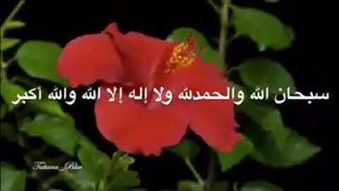 طارق محمد |  سورة إبراهيم | ولا تحسبن الله غافلا عما يعمل الظالمون| Ibrahim Surah | Tareq Mohammad