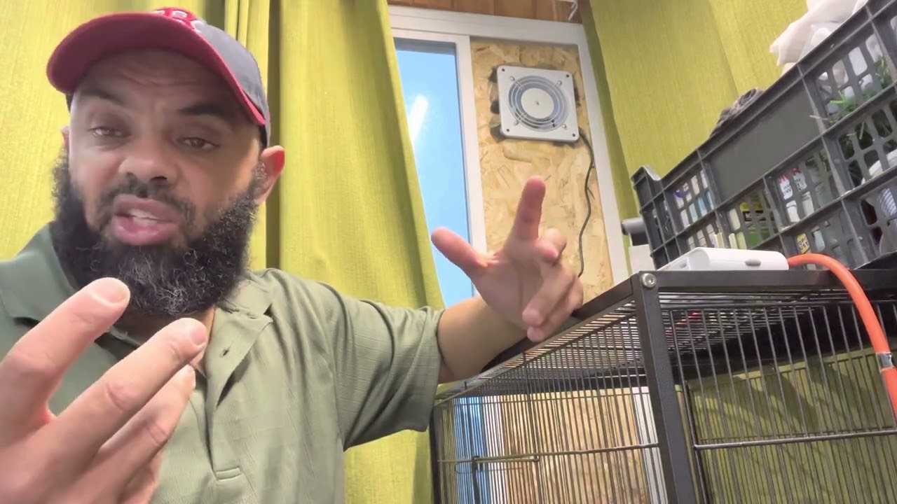 معلومات عن التهوية عند الطيور مع هجين هذه السنة اللهم بارك