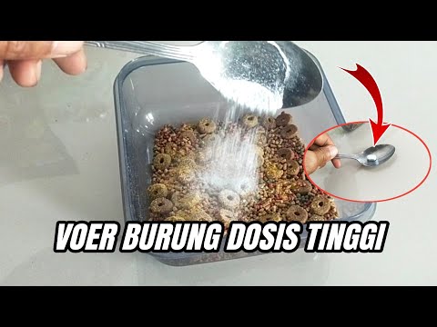 Membuat Voer Sendiri