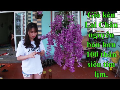 Giò hoàng thảo kèn Lai Châu nguyên bản hơn 100 thân đẹp mê hồn. | Foci