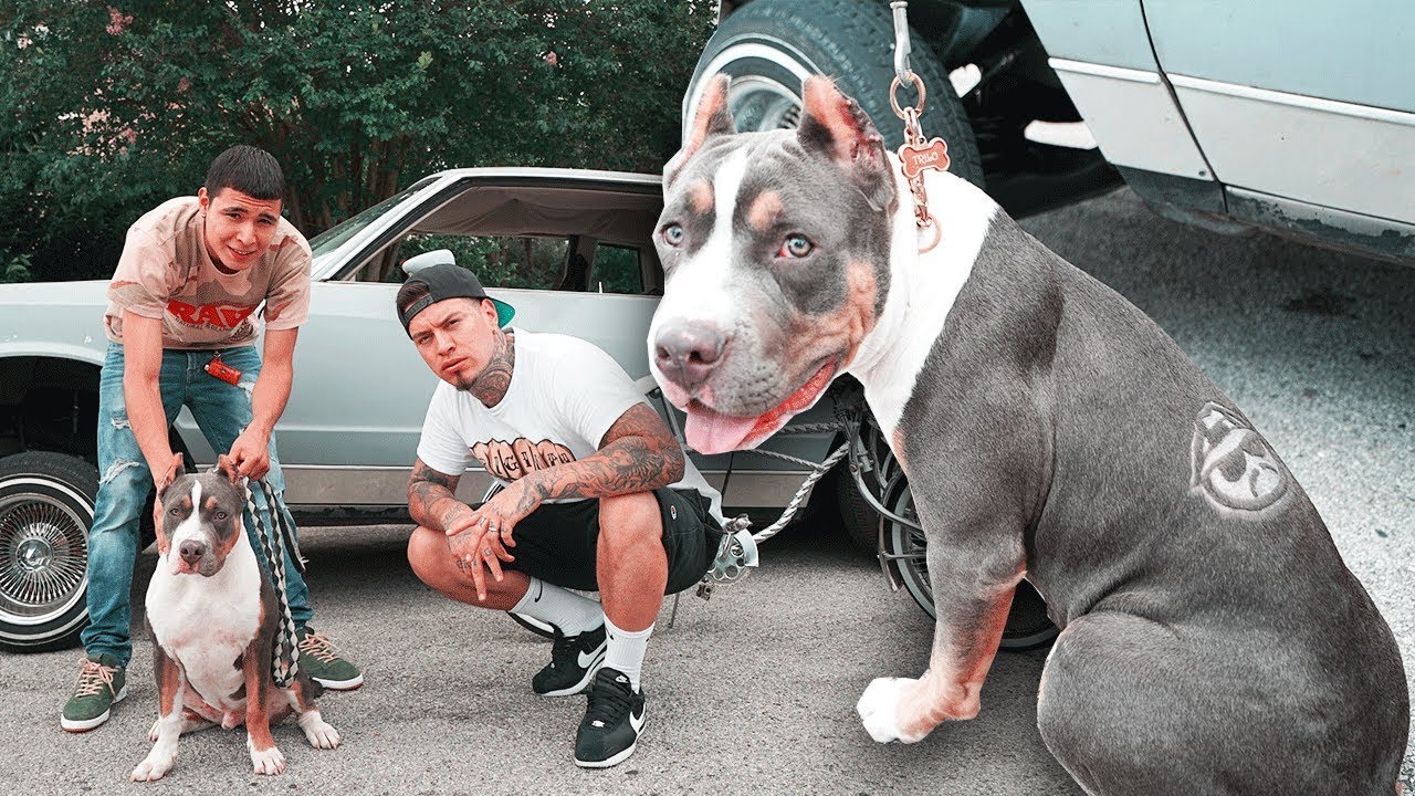 How to give DOG a Haircut - Most EXPENSIVE GROOM