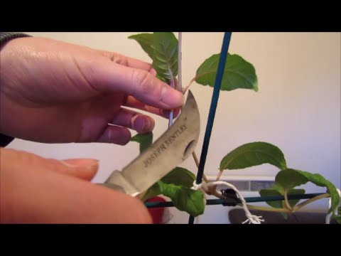 ቪዲዮ: Fuchsia Grafting