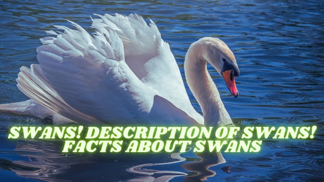 SWANS! DESCRIPTION OF SWANS! FACTS ABOUT SWANS YouTube