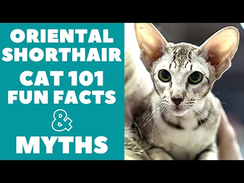 Video: Oriental Shorthair Cat Breed Hypoallergenic, Kalusugan At Life Span