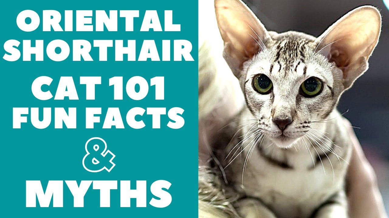 Oriental Shorthair Cats 101 : Fun Facts  Myths