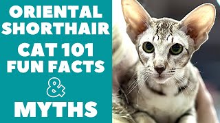 Oriental Shorthair Cats 101 : Fun Facts & Myths
