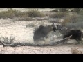 Brown Hyena territorial fight