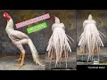 Parrot Beak Long Tail Hens | 8185832982 | Video 2438 | Rythu Market 2