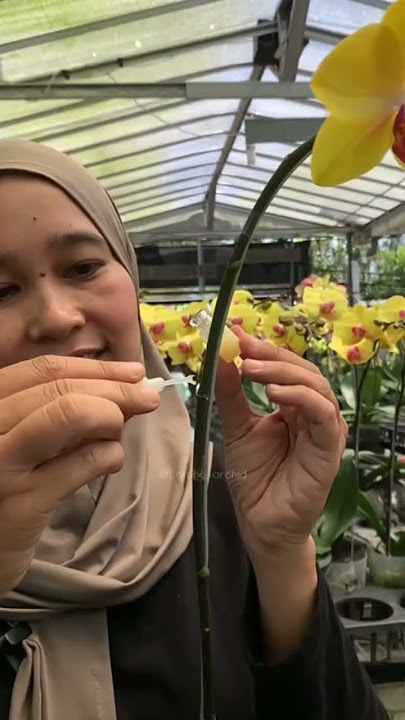 Begini cara pakai salep keikivick #pecintaanggrek #anggrekbulan #anggrek #tipsandtrick