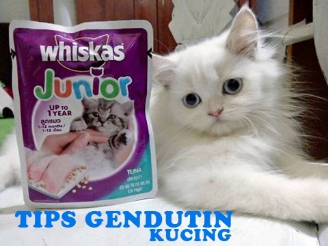 TIPS BIAR KUCING  GENDUT  LUCU DAN KEBIASAANNYA MENJILAT 