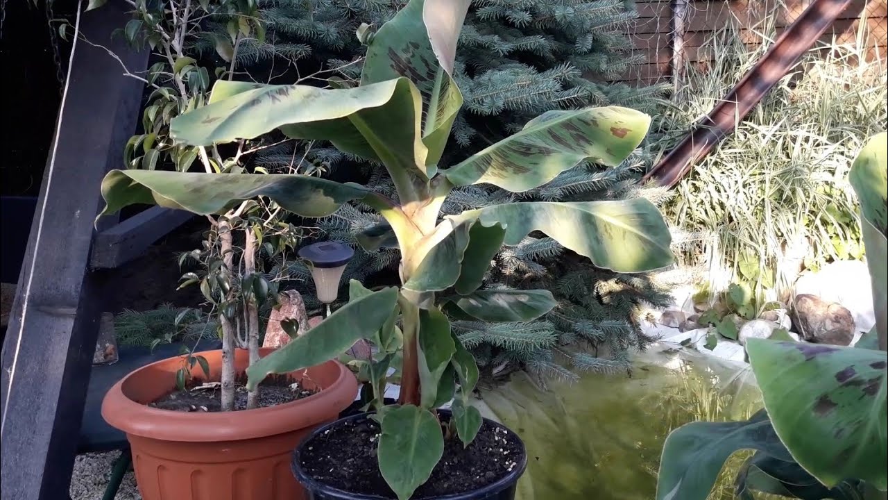 odc.72. Uprawa bana odmiany Musa acuminata super Dwarf Cavendish , porady oraz wskazówki w uprawie .