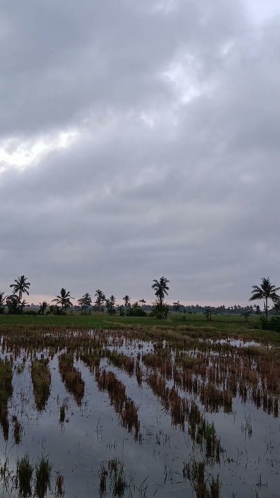 Suasana pagi hari di tepi persawahaan #shorts #viral #trending