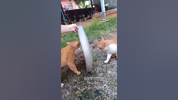 CARA MISAH KUCING BERANTEM