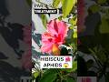 part - 5 Hibiscus 🌺 Aphids 😱 | Flowers खिल गए #shorts #shortfeed #viral #hibiscus #pestcontrol #yt