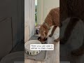 My 10-Year-Old Dog Acts Like a Puppy Again — Here's What Changed 🐾