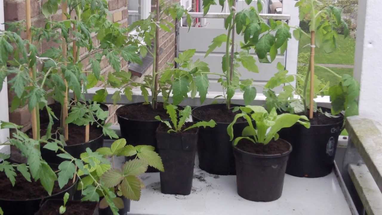 CherryTomato on Balcony YouTube