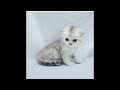 Прямая трансляция aYKA Cats