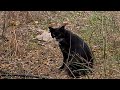 חתול מיילל בגינה A Cat Is Howling In A Home Garden חתול מיילל בגינה A Cat Is Howling In A Home Garden