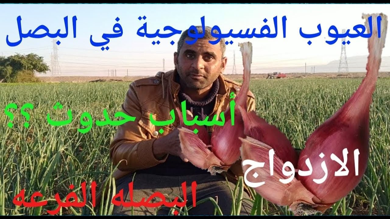 العيوب الفسيولوجيه في البصل الازدواج؟؟؟الفرعه/العنق السميك/الحمبول؟