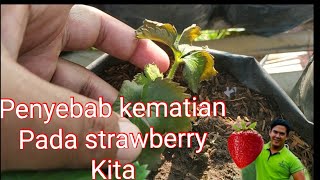 2 factors that cause our strawberries to die #dawangstrawberry #howtogrowstrawberries