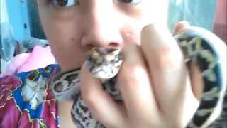 Abbadon 4 Month Old Burmese Python Escapes His Enclosure