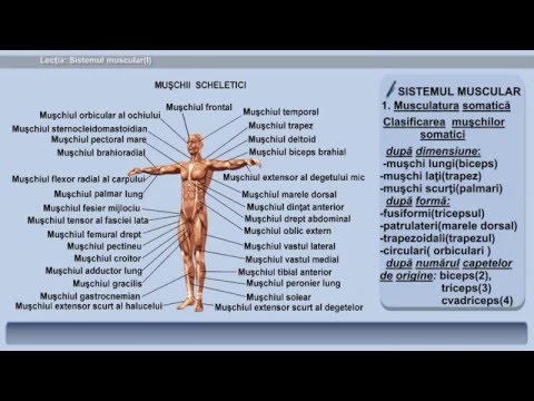 Lecția 20: Sistemul muscular (I)