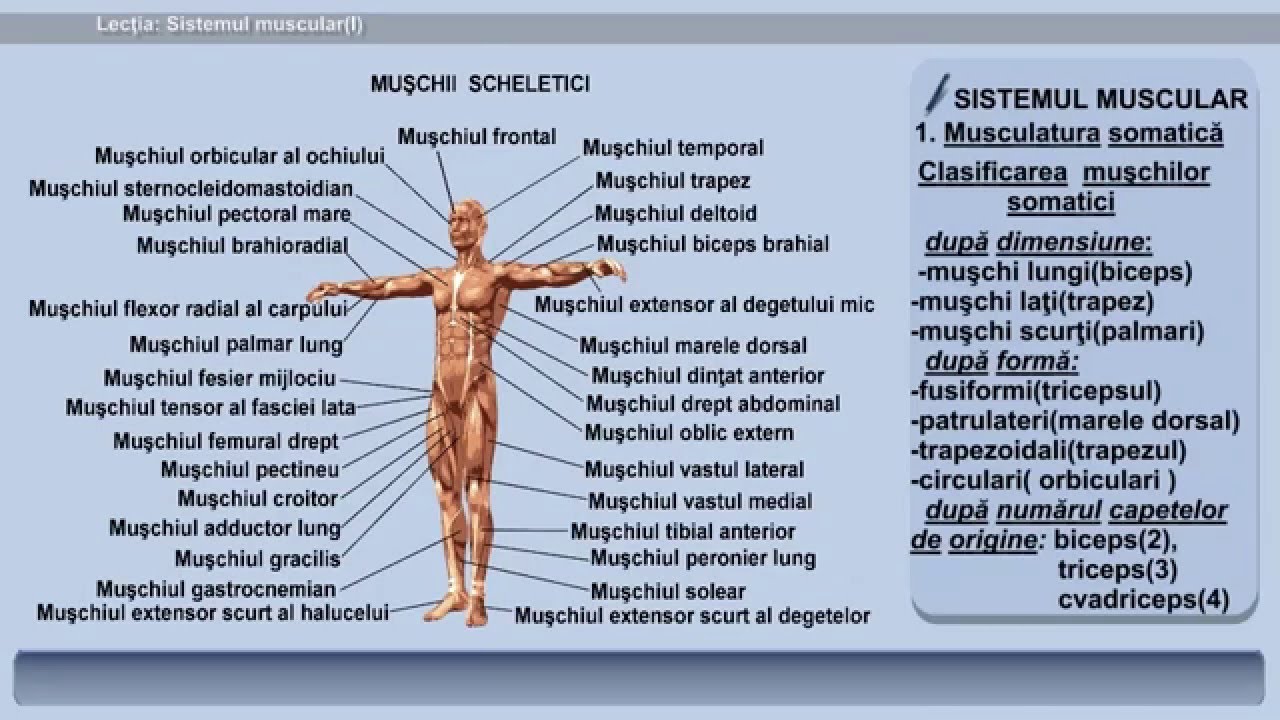 sistemul muscular)