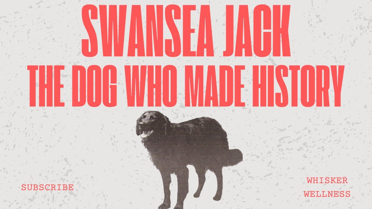 Swansea Jack: The Dog Hero Who Saved 27 Lives – A True Story of Courage and Loyalty