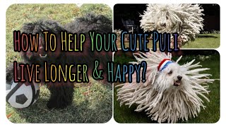 MUST WATCH! PULI Pet Lovers' Tips How to Help Puli Live Longer, Healthy & Happy! | Cute Pets Bonding