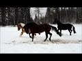 Hevosten talviriemut