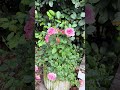 Don’t Sleep on Grocery Store Roses