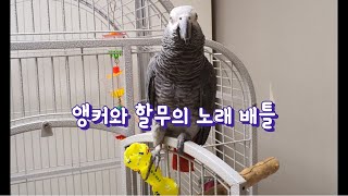 할무와 노래 배틀 뜬 회색앵무 앵커 / 집안 물건 다 뜯는 앵무새