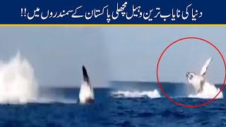 Exclusive!! Rare Whale Fishes Seen In Balochistan Sea Waters