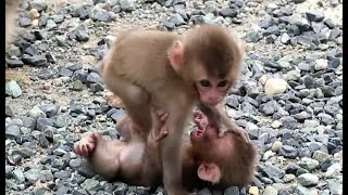 2 baby monkeys playing freely