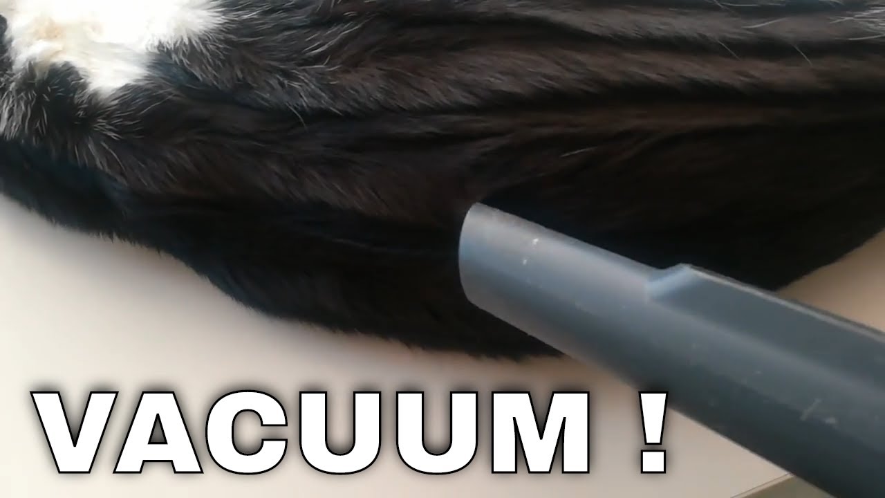 Cats and vacuum cleaner / Katy & Alaska / Vacuum cleaner ASMR